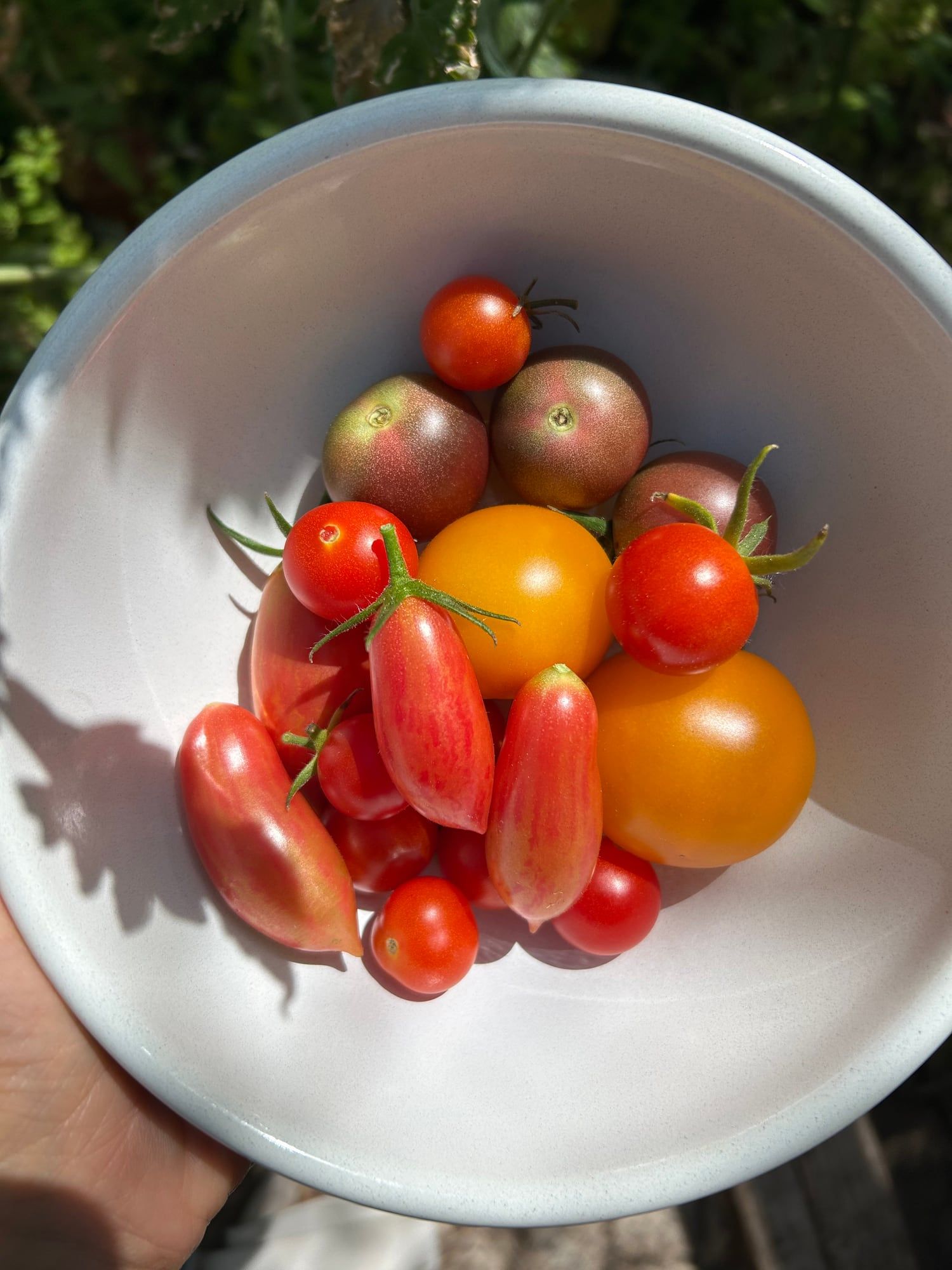 A bowl of red, yellow, and purple tomatoes harvested from my garden.