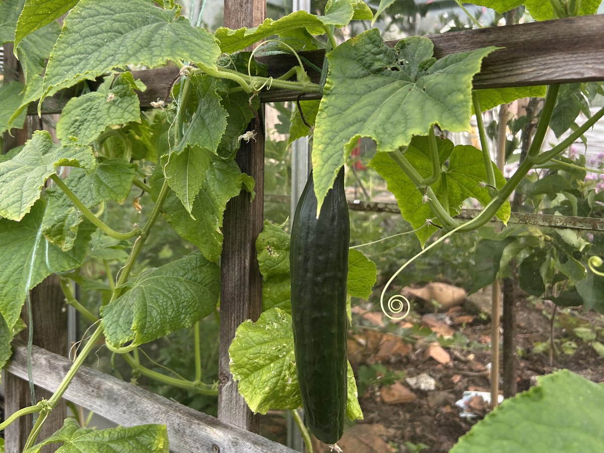 A cucumber growing in the greenhouse among green leaves and wooden supports.